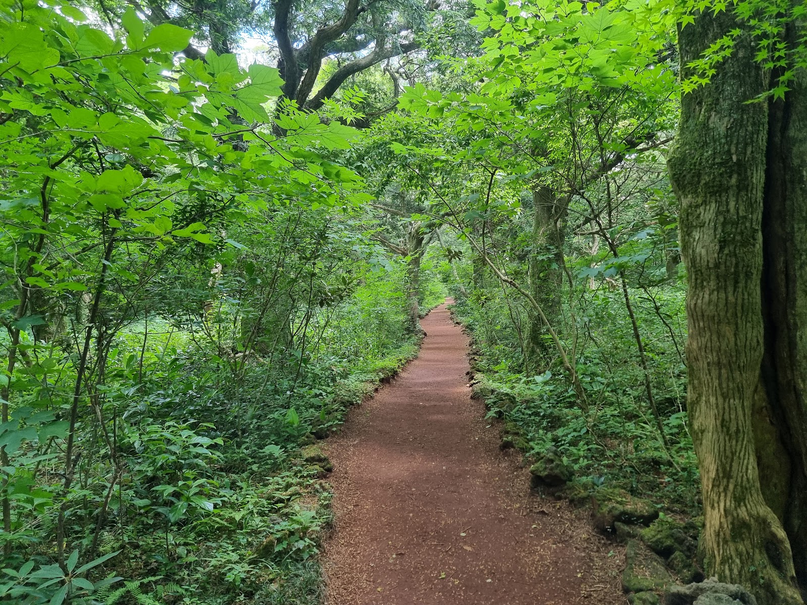 Bijarim Forest in Busan, South Korea
