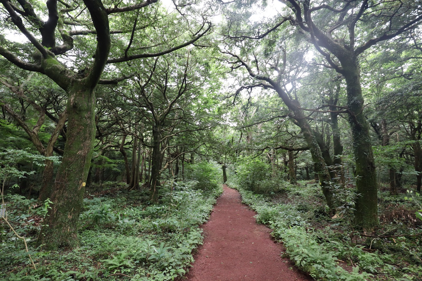 Bijarim Forest in Busan, South Korea