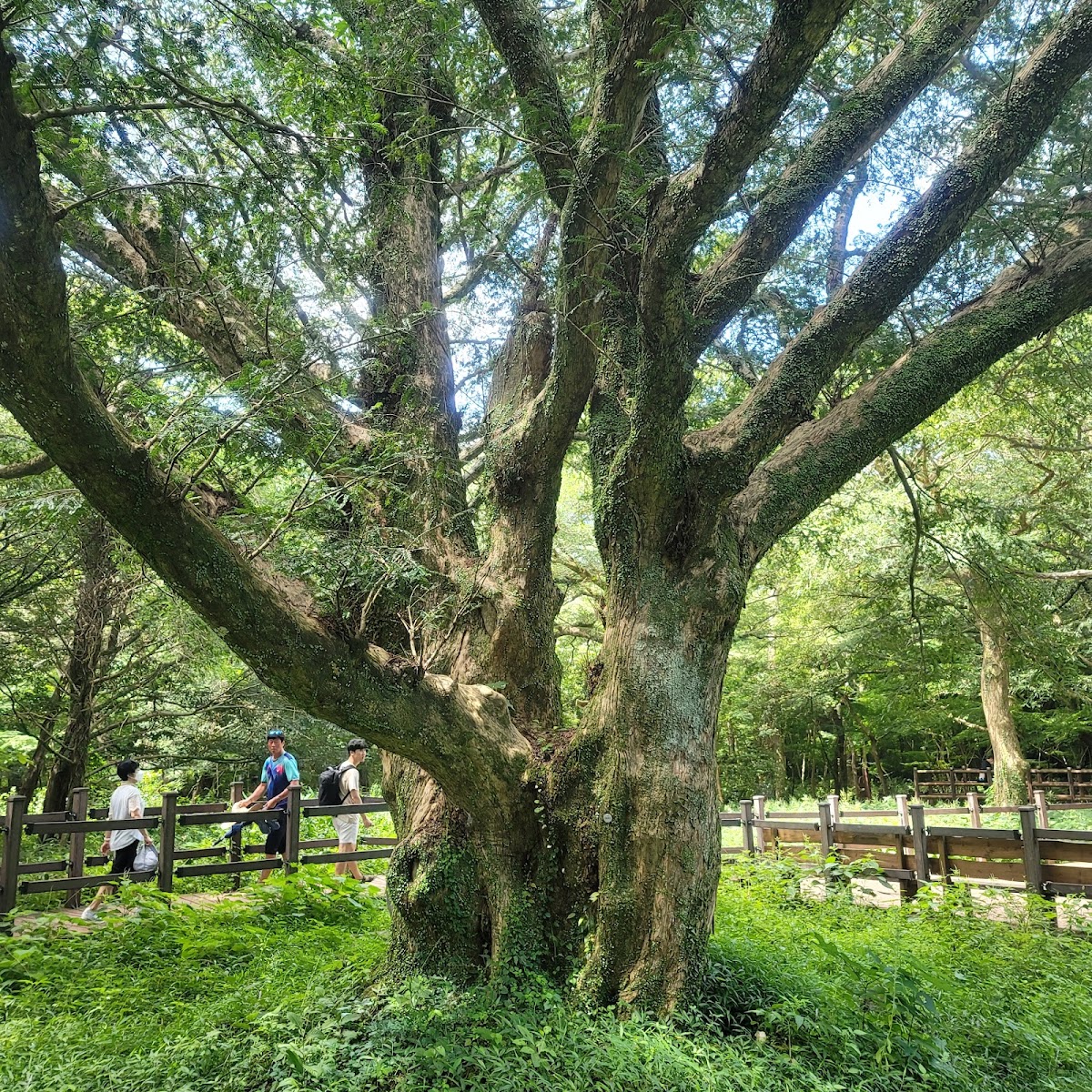 Bijarim Forest in Busan, South Korea
