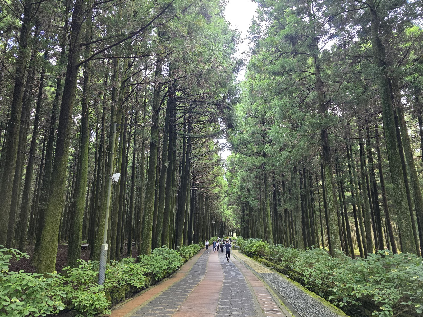Jeju Jeolmul Recreational Forest in Busan, South Korea