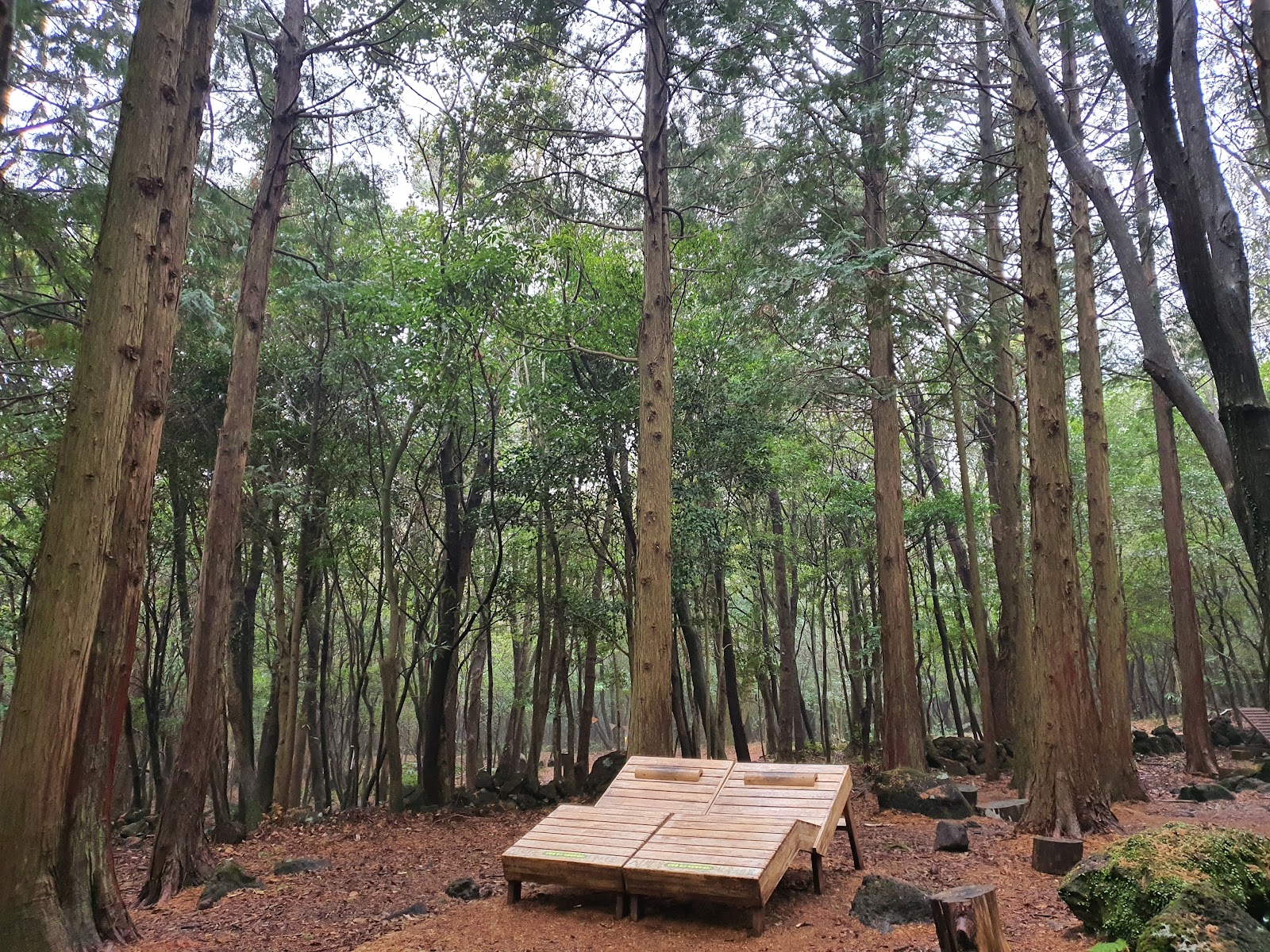 Seogwipo Forest of Healing in Busan, South Korea