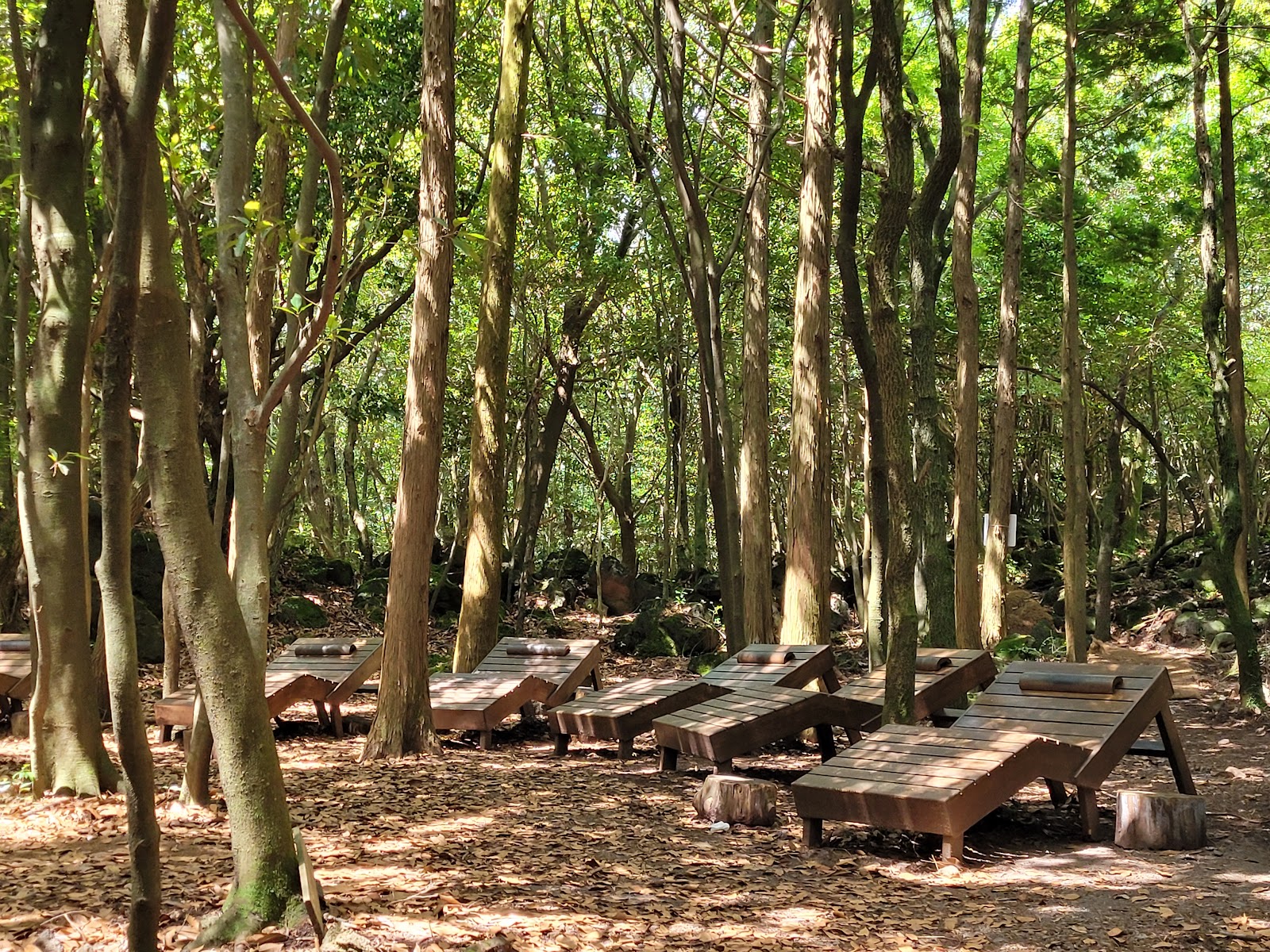Seogwipo Forest of Healing in Busan, South Korea