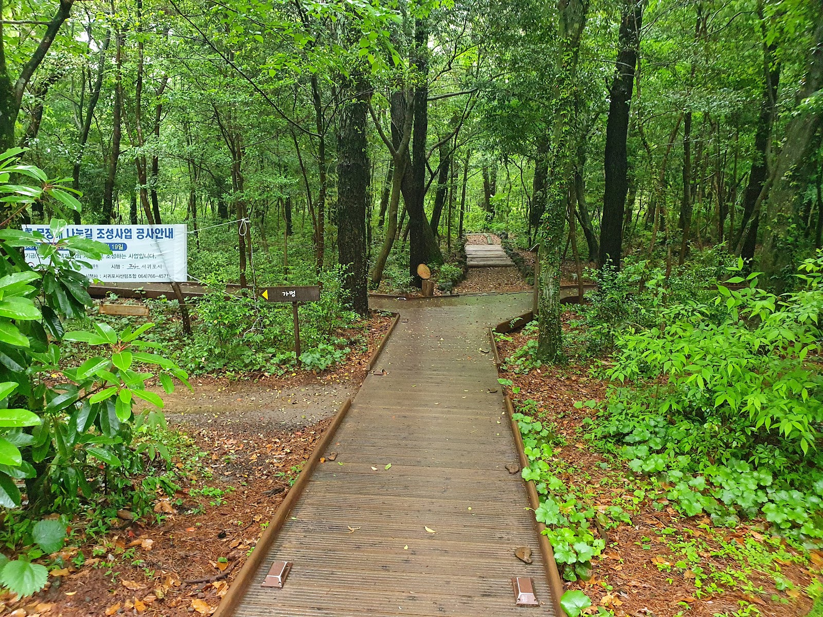 Seogwipo Forest of Healing in Busan, South Korea